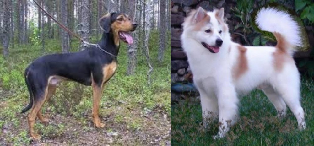 Thai Bangkaew vs Greek Harehound - Breed Comparison