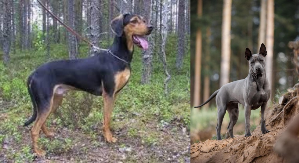 Thai Ridgeback vs Greek Harehound - Breed Comparison