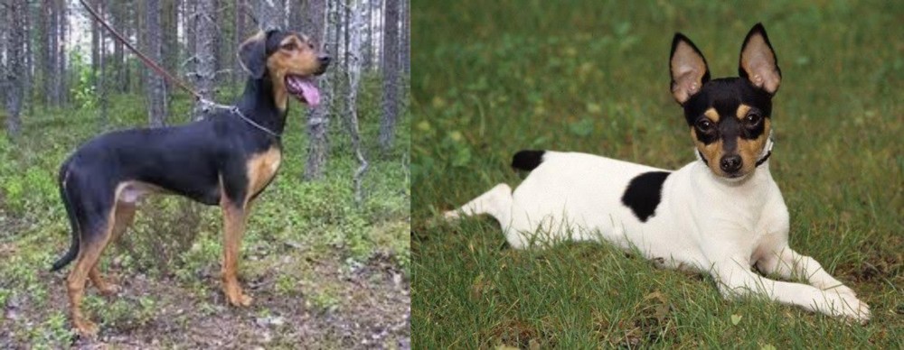 Toy Fox Terrier vs Greek Harehound - Breed Comparison