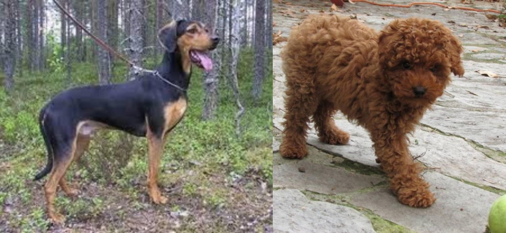 Toy Poodle vs Greek Harehound - Breed Comparison