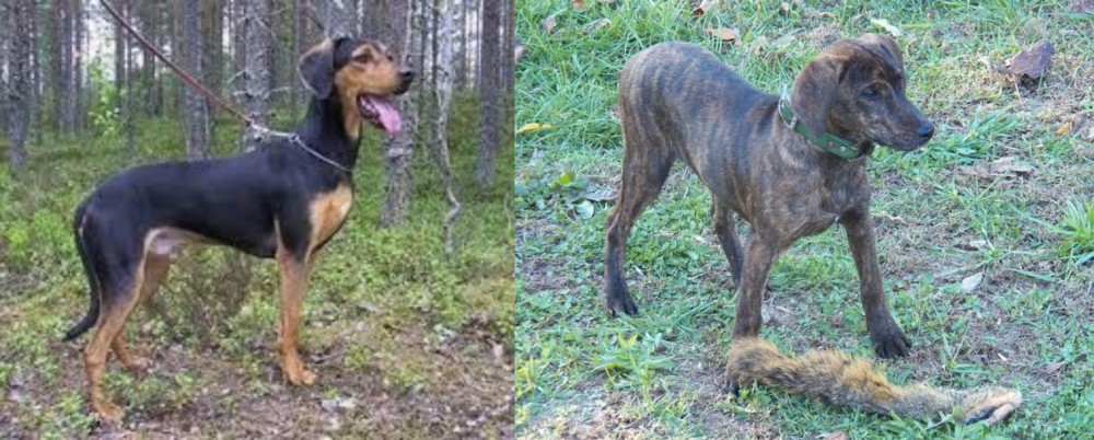 Treeing Cur vs Greek Harehound - Breed Comparison