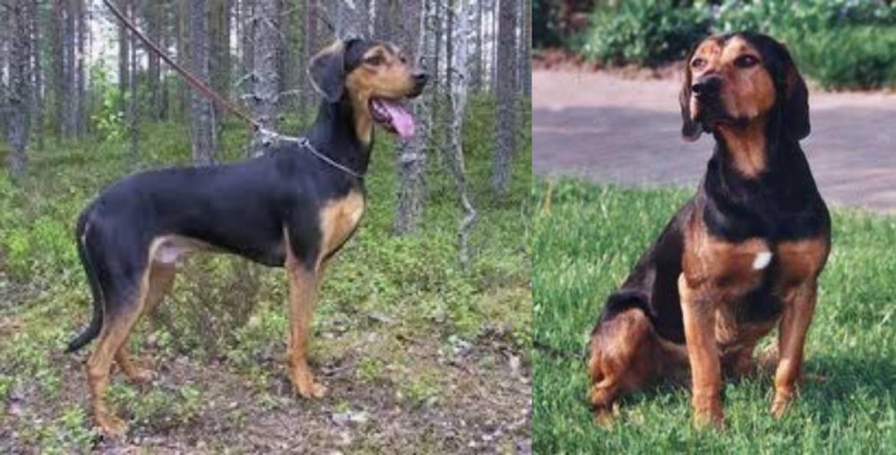 Tyrolean Hound vs Greek Harehound - Breed Comparison