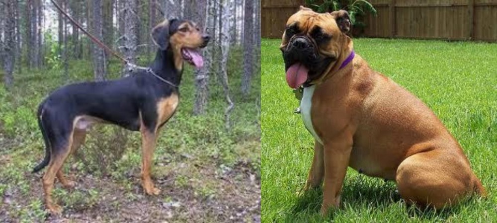 Valley Bulldog vs Greek Harehound - Breed Comparison