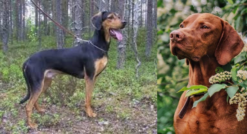 Vizsla vs Greek Harehound - Breed Comparison
