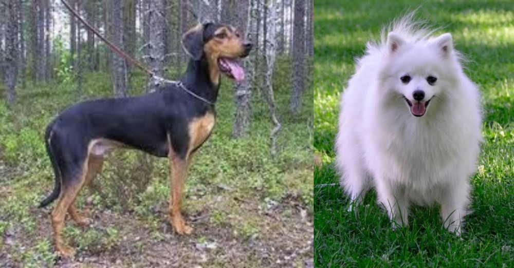 Volpino Italiano vs Greek Harehound - Breed Comparison