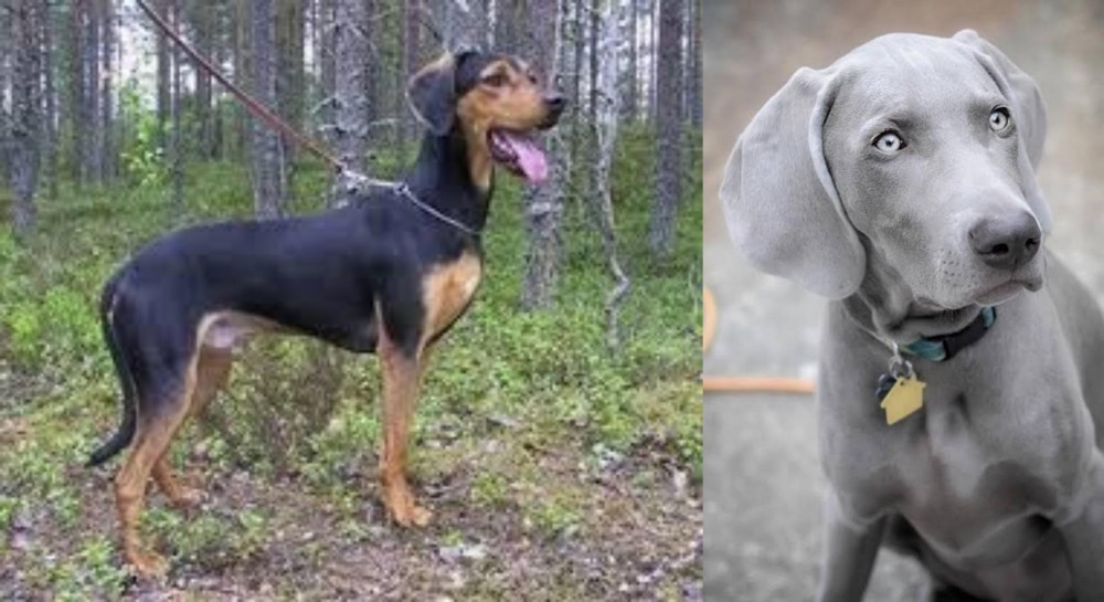 Weimaraner vs Greek Harehound - Breed Comparison