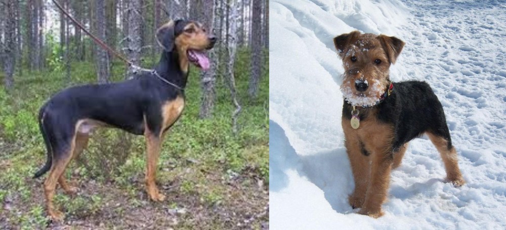 Welsh Terrier vs Greek Harehound - Breed Comparison
