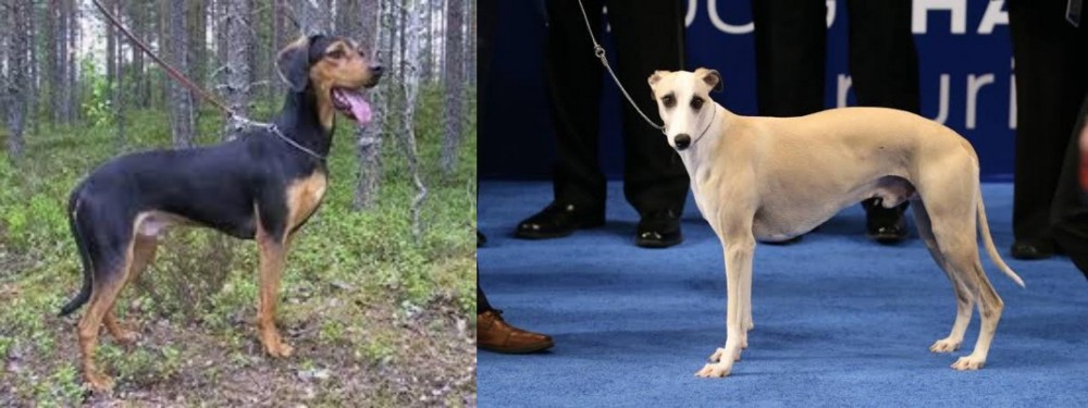 Whippet vs Greek Harehound - Breed Comparison