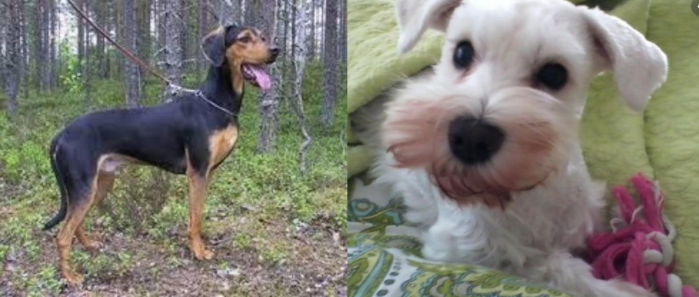 White Schnauzer vs Greek Harehound - Breed Comparison