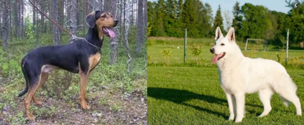 White Shepherd vs Greek Harehound - Breed Comparison