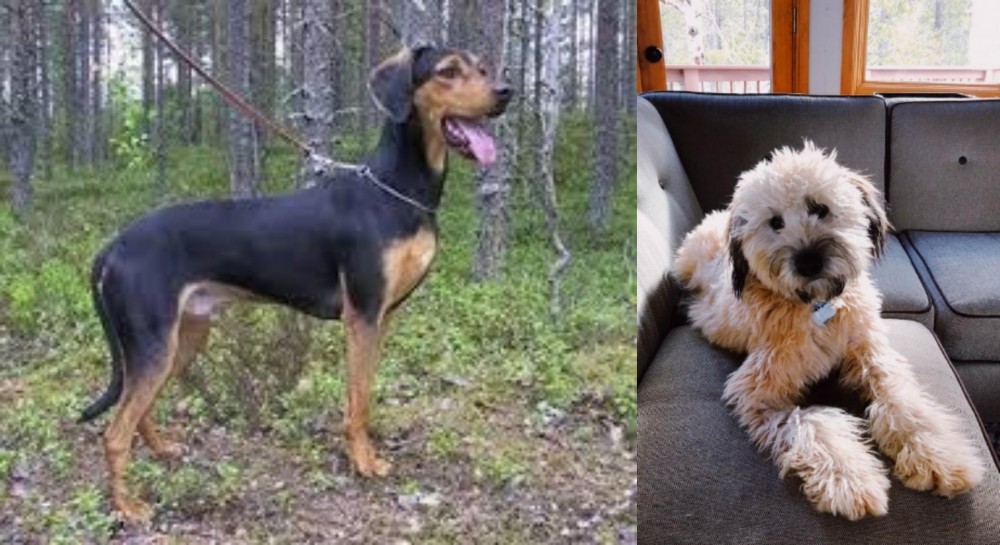 Whoodles vs Greek Harehound - Breed Comparison
