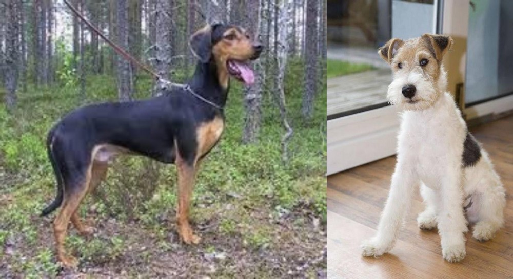 Wire Fox Terrier vs Greek Harehound - Breed Comparison
