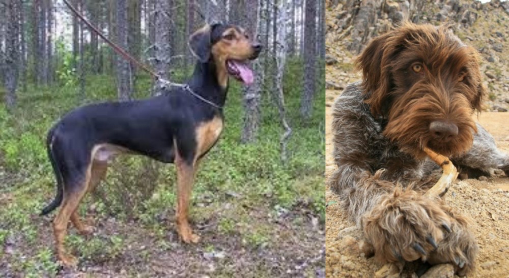 Wirehaired Pointing Griffon vs Greek Harehound - Breed Comparison