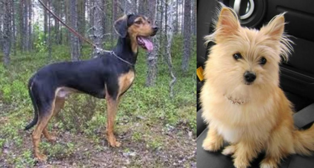 Yoranian vs Greek Harehound - Breed Comparison