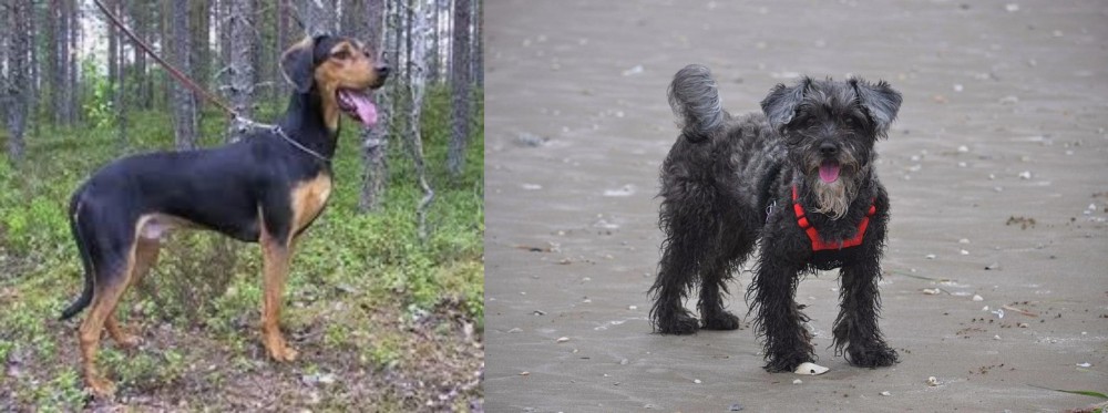 YorkiePoo vs Greek Harehound - Breed Comparison