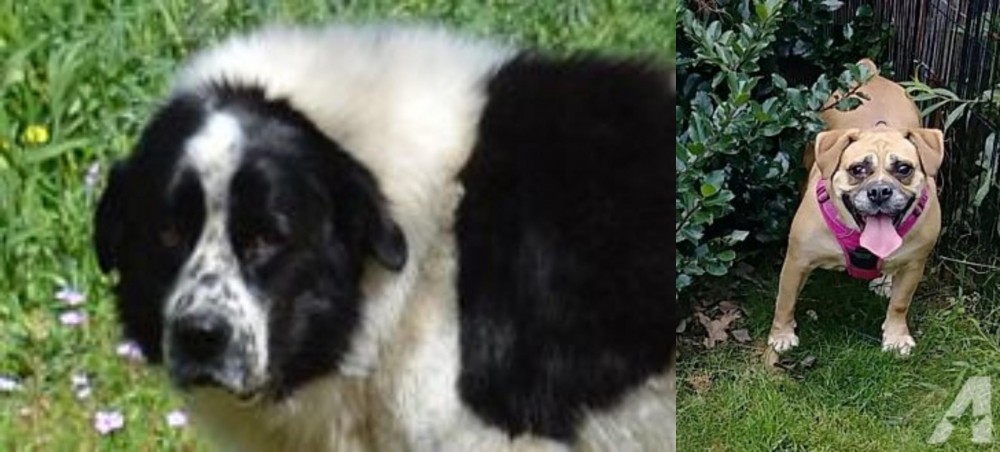 Beabull vs Greek Sheepdog - Breed Comparison