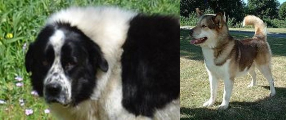 Greenland Dog vs Greek Sheepdog - Breed Comparison