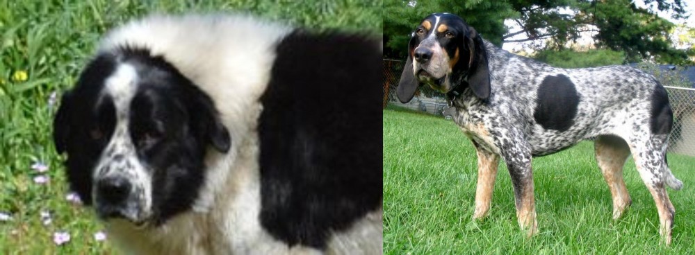 Griffon Bleu de Gascogne vs Greek Sheepdog - Breed Comparison