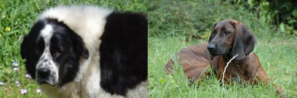 Hanover Hound vs Greek Sheepdog - Breed Comparison