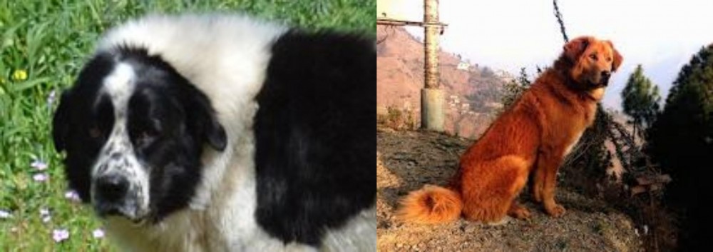 Himalayan Sheepdog vs Greek Sheepdog - Breed Comparison