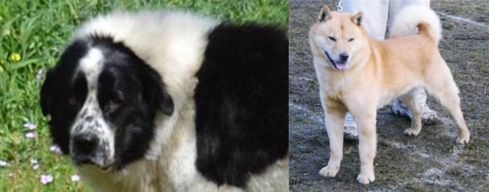 Hokkaido vs Greek Sheepdog - Breed Comparison