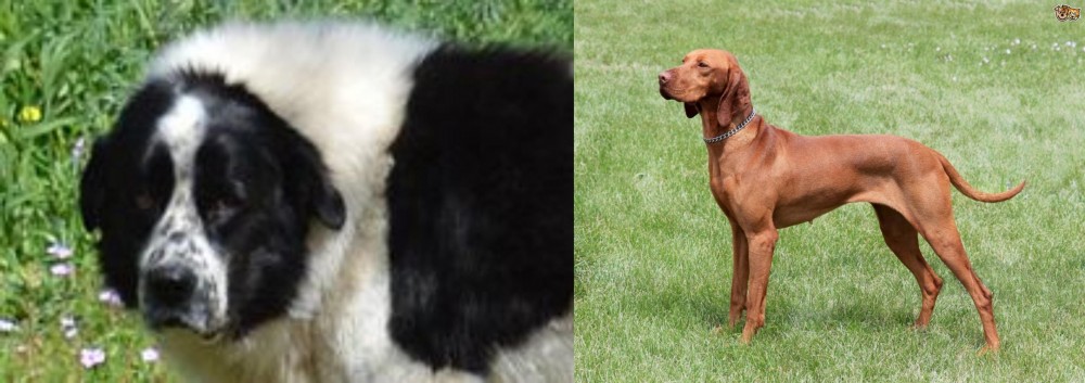Hungarian Vizsla vs Greek Sheepdog - Breed Comparison