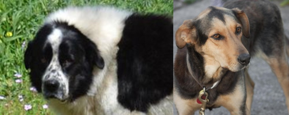 Huntaway vs Greek Sheepdog - Breed Comparison