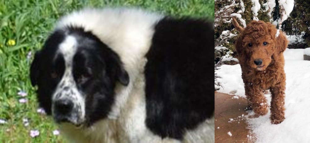 Irish Doodles vs Greek Sheepdog - Breed Comparison
