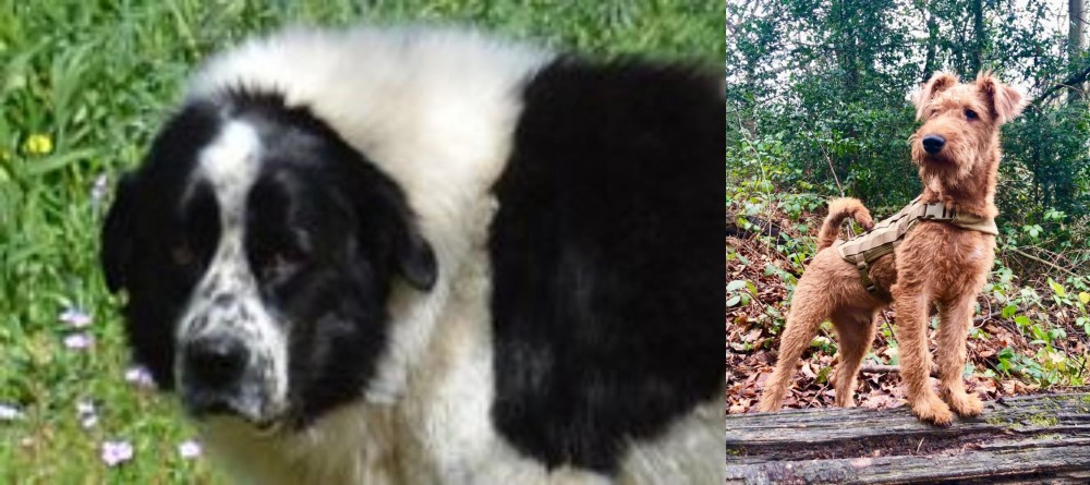 Irish Terrier vs Greek Sheepdog - Breed Comparison