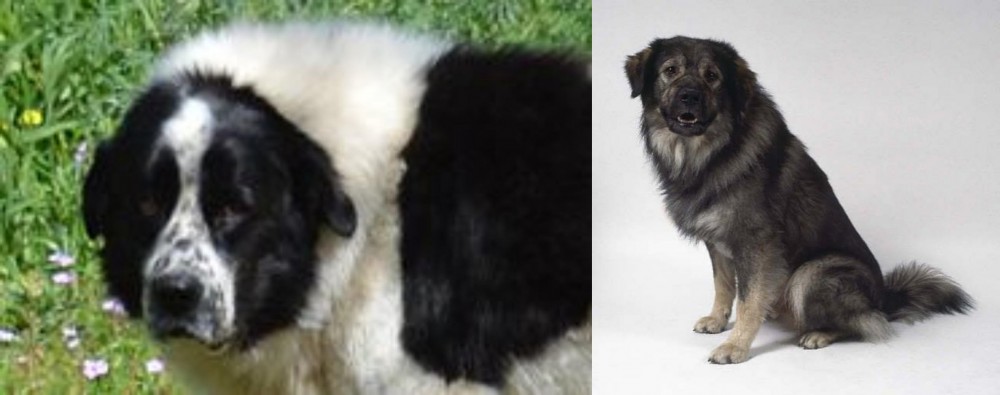 Istrian Sheepdog vs Greek Sheepdog - Breed Comparison