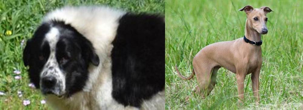 Italian Greyhound vs Greek Sheepdog - Breed Comparison