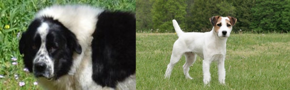 Jack Russell Terrier vs Greek Sheepdog - Breed Comparison