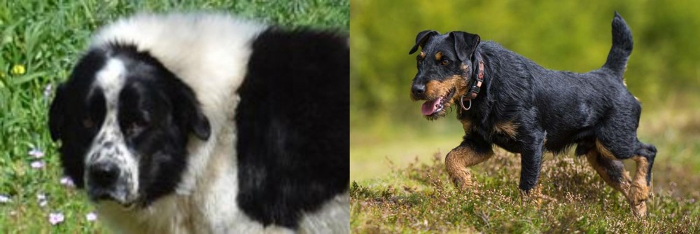Jagdterrier vs Greek Sheepdog - Breed Comparison