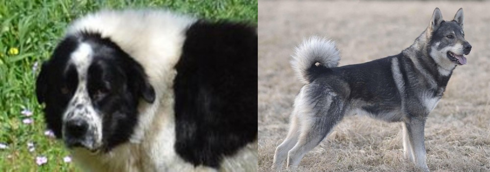 Jamthund vs Greek Sheepdog - Breed Comparison