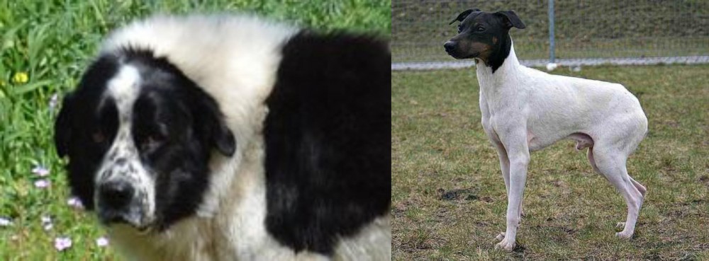 Japanese Terrier vs Greek Sheepdog - Breed Comparison