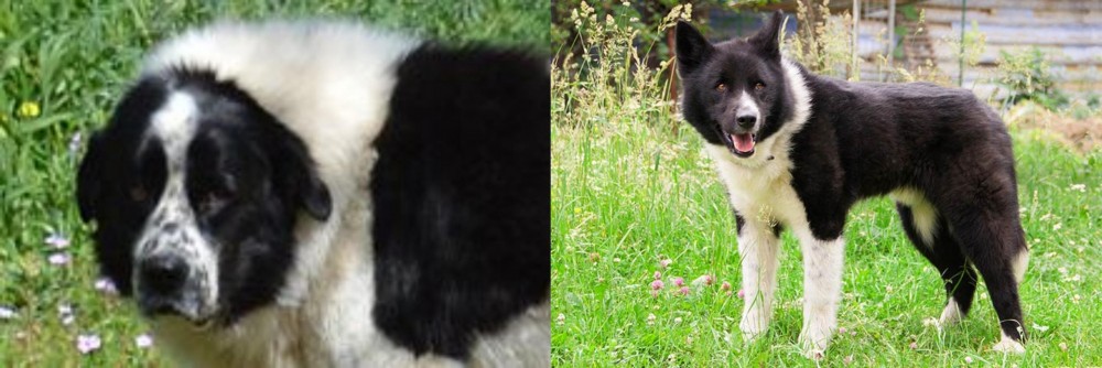 Karelian Bear Dog vs Greek Sheepdog - Breed Comparison