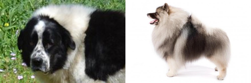 Keeshond vs Greek Sheepdog - Breed Comparison