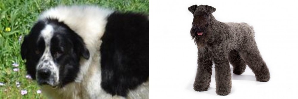 Kerry Blue Terrier vs Greek Sheepdog - Breed Comparison