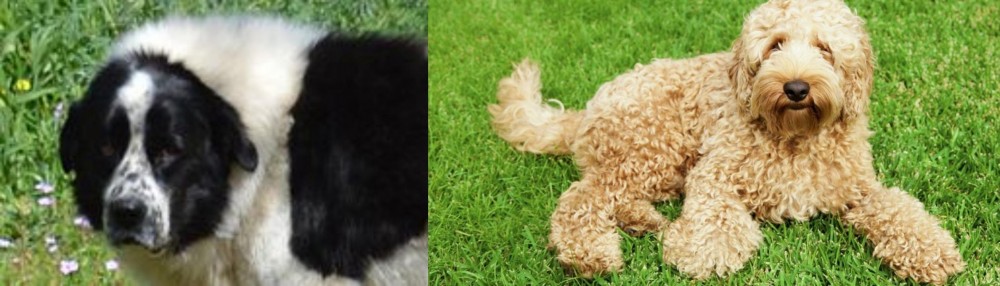 Labradoodle vs Greek Sheepdog - Breed Comparison