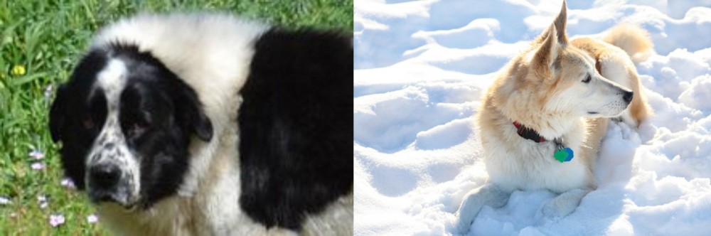 Labrador Husky vs Greek Sheepdog - Breed Comparison