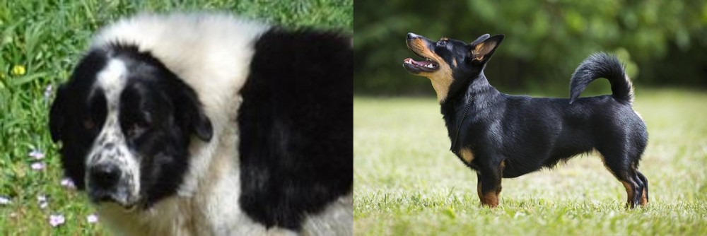 Lancashire Heeler vs Greek Sheepdog - Breed Comparison