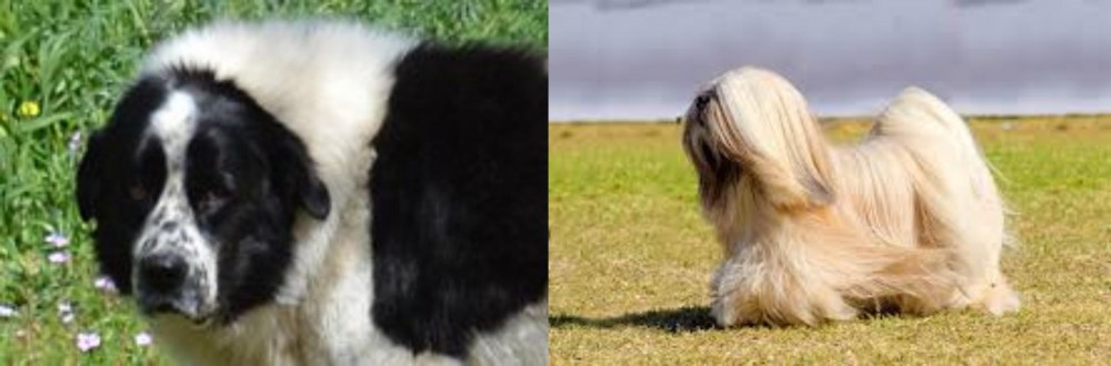 Lhasa Apso vs Greek Sheepdog - Breed Comparison