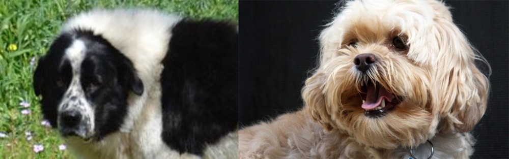 Lhasapoo vs Greek Sheepdog - Breed Comparison