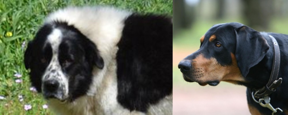 Lithuanian Hound vs Greek Sheepdog - Breed Comparison