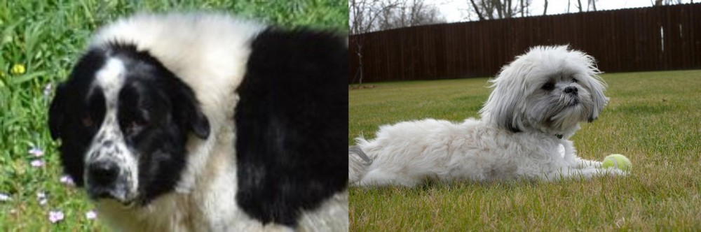 Mal-Shi vs Greek Sheepdog - Breed Comparison