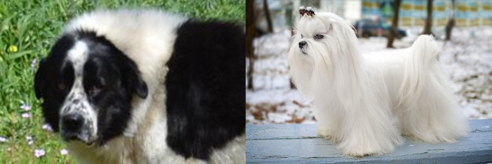 Maltese vs Greek Sheepdog - Breed Comparison