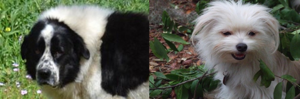 Malti-Pom vs Greek Sheepdog - Breed Comparison