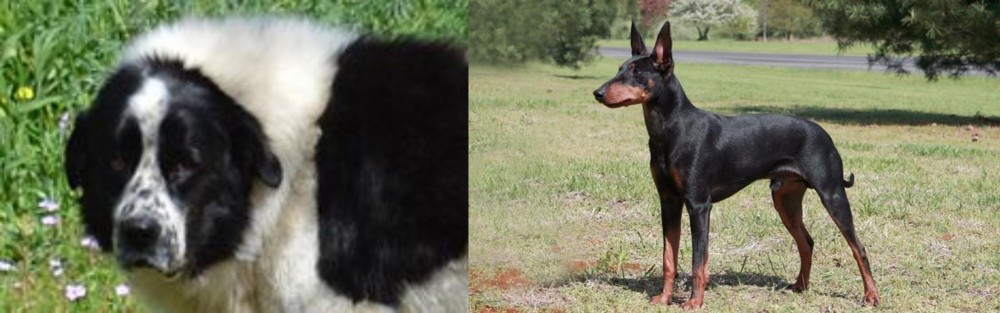Manchester Terrier vs Greek Sheepdog - Breed Comparison
