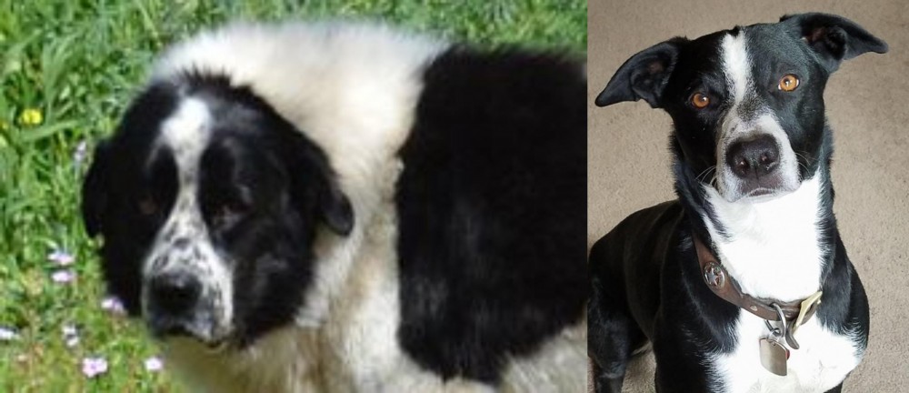 McNab vs Greek Sheepdog - Breed Comparison