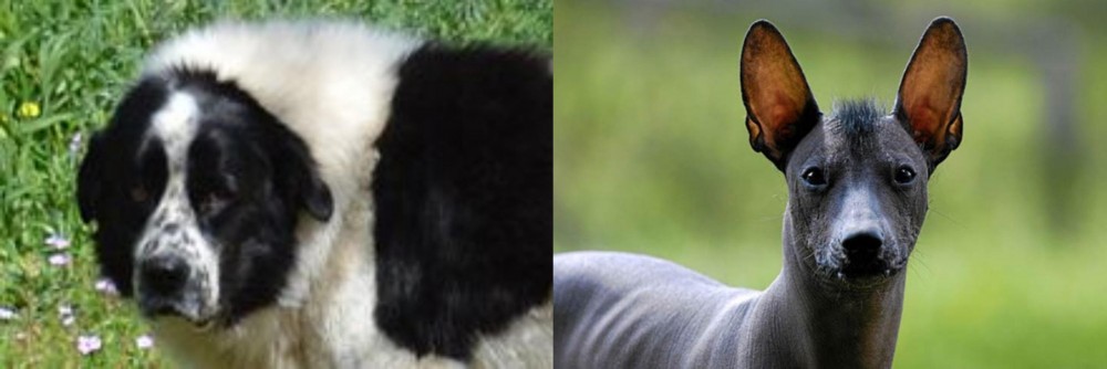 Mexican Hairless vs Greek Sheepdog - Breed Comparison